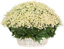 Цветочная композиция из Ромашки в корзине #REPLACE_PRED# Каново